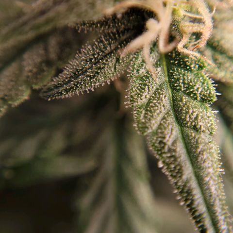 Gorilla Punch Auto growlog timeline photo