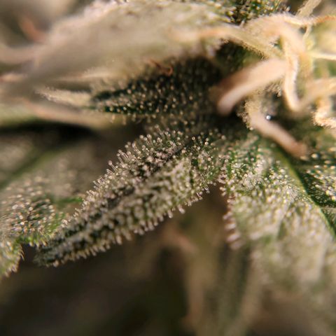 Gorilla Punch Auto growlog timeline photo
