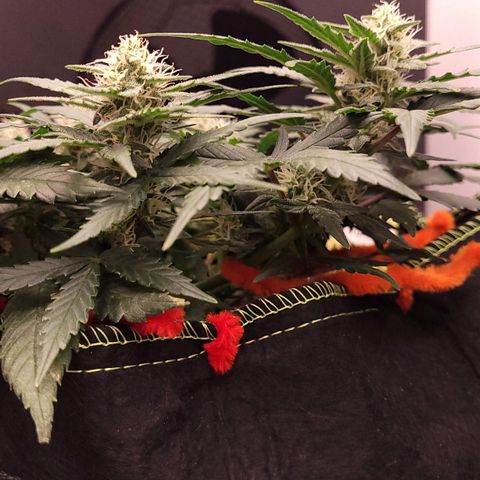 Gorilla Punch Auto growlog timeline photo