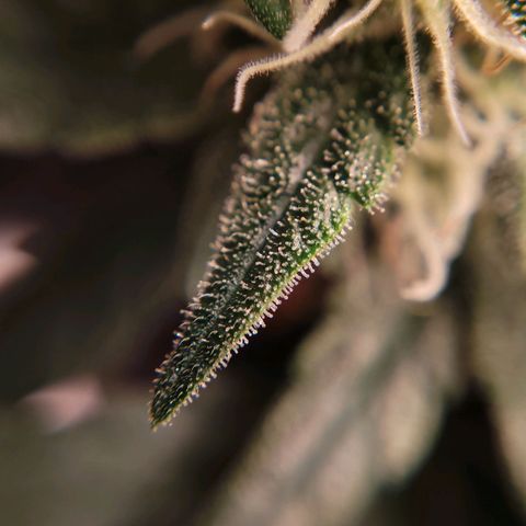 Gorilla Punch Auto growlog timeline photo