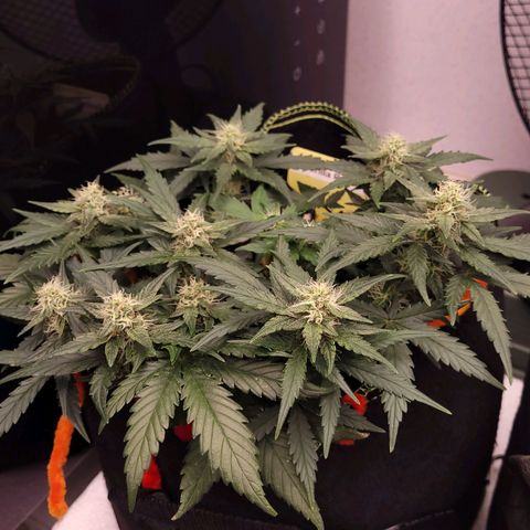 Gorilla Punch Auto growlog timeline photo