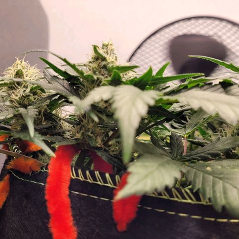 Gorilla Punch Auto growlog timeline photo