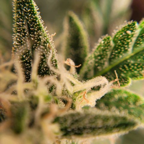 Gorilla Punch Auto growlog timeline photo
