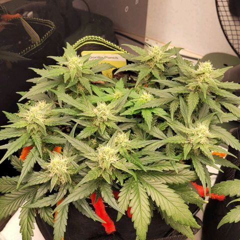Gorilla Punch Auto growlog timeline photo