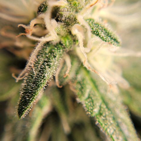 Gorilla Punch Auto growlog timeline photo