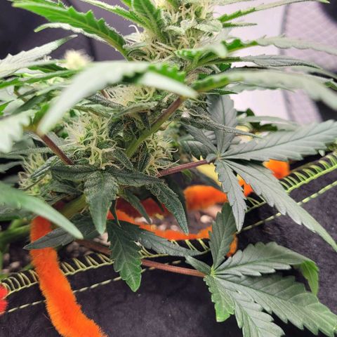 Gorilla Punch Auto growlog timeline photo