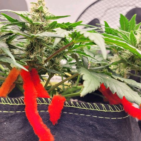 Gorilla Punch Auto growlog timeline photo