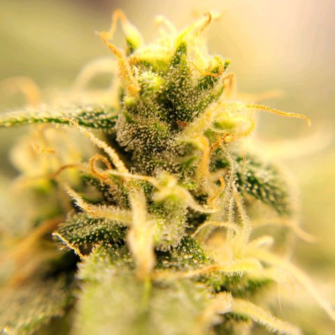 Gorilla Punch Auto growlog timeline photo