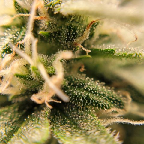 Gorilla Punch Auto growlog timeline photo