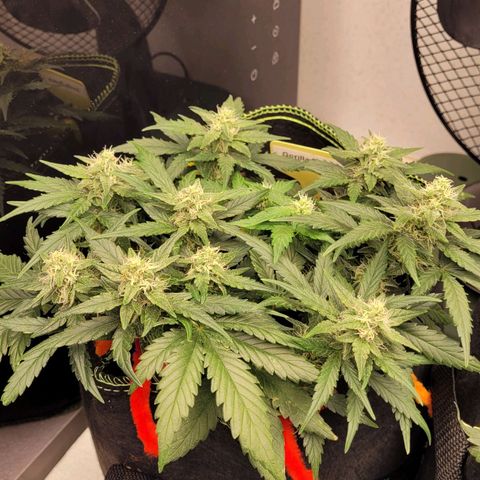 Gorilla Punch Auto growlog timeline photo