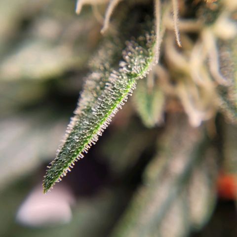 Gorilla Punch Auto growlog timeline photo