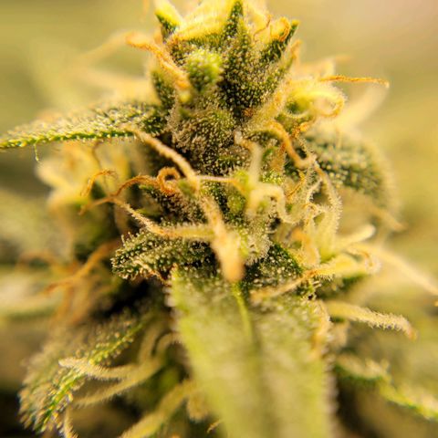 Gorilla Punch Auto growlog timeline photo