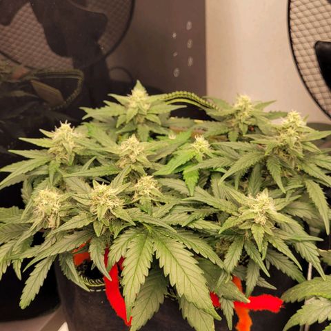 Gorilla Punch Auto growlog timeline photo
