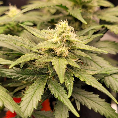 Gorilla Punch Auto growlog timeline photo