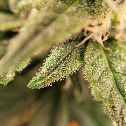 Gorilla Punch Auto growlog timeline photo