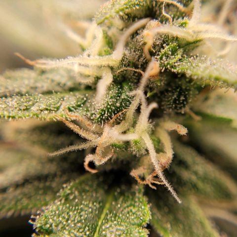 Gorilla Punch Auto growlog timeline photo
