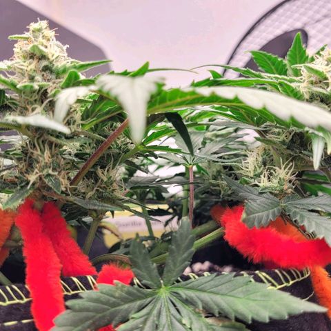 Gorilla Punch Auto growlog timeline photo