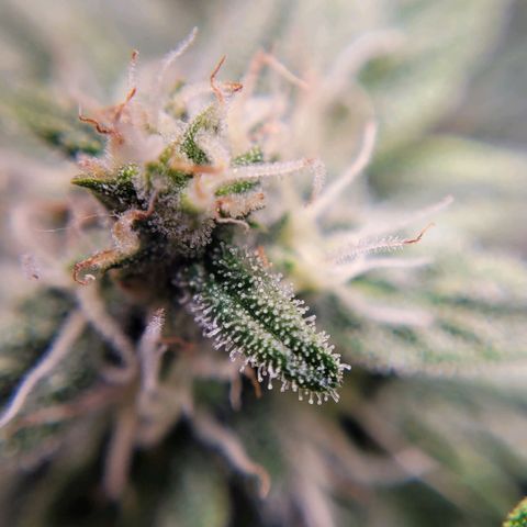 Gorilla Punch Auto growlog timeline photo