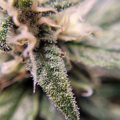 Gorilla Punch Auto growlog timeline photo