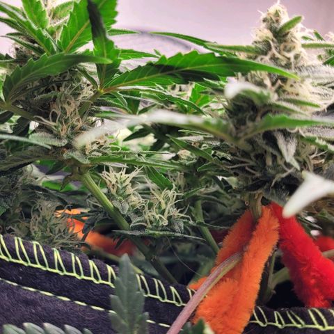 Gorilla Punch Auto growlog timeline photo