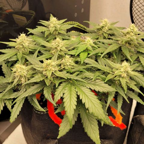 Gorilla Punch Auto growlog timeline photo