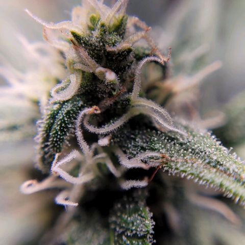 Gorilla Punch Auto growlog timeline photo