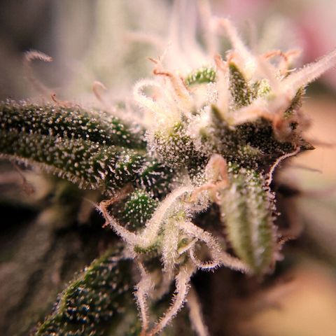 Gorilla Punch Auto growlog timeline photo