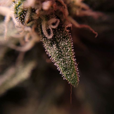 Gorilla Punch Auto growlog timeline photo