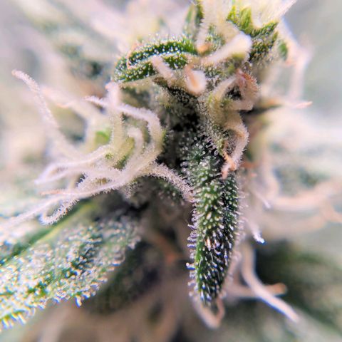 Gorilla Punch Auto growlog timeline photo