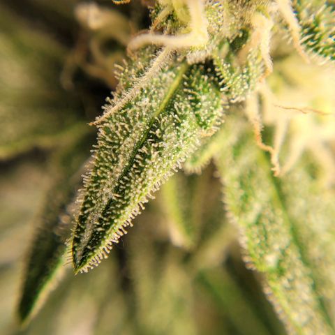 Gorilla Punch Auto growlog timeline photo