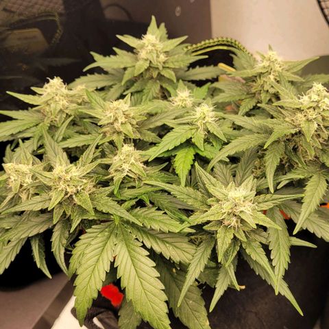 Gorilla Punch Auto growlog timeline photo