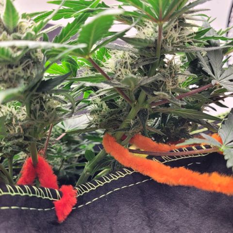 Gorilla Punch Auto growlog timeline photo