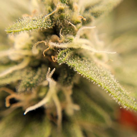 Gorilla Punch Auto growlog timeline photo