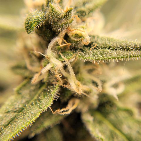 Gorilla Punch Auto growlog timeline photo