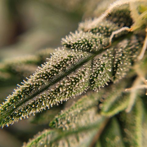 Gorilla Punch Auto growlog timeline photo