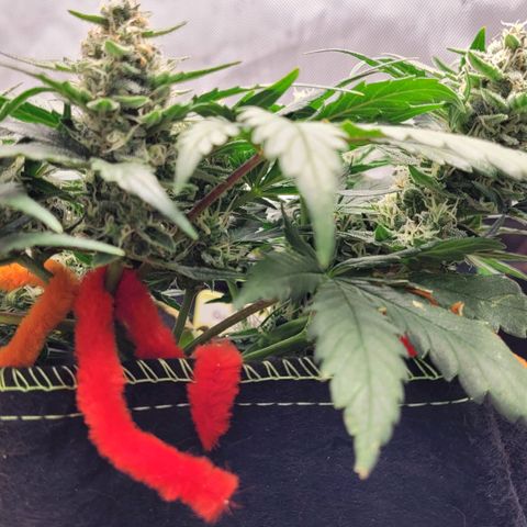 Gorilla Punch Auto growlog timeline photo