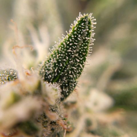 Gorilla Punch Auto growlog timeline photo