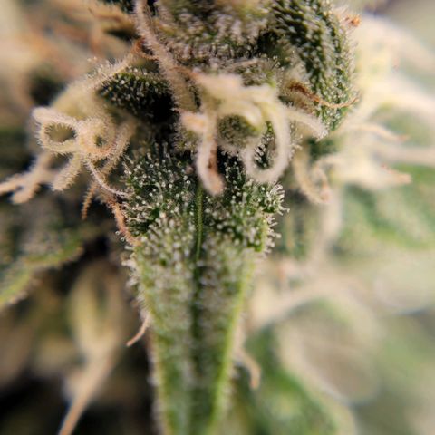 Gorilla Punch Auto growlog timeline photo