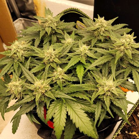 Gorilla Punch Auto growlog timeline photo