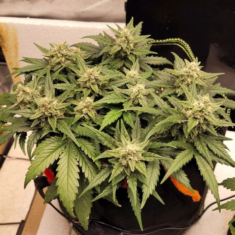 Gorilla Punch Auto growlog timeline photo