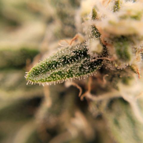 Gorilla Punch Auto growlog timeline photo