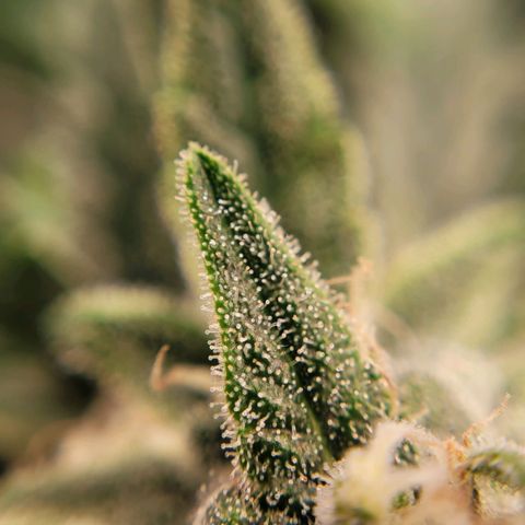 Gorilla Punch Auto growlog timeline photo