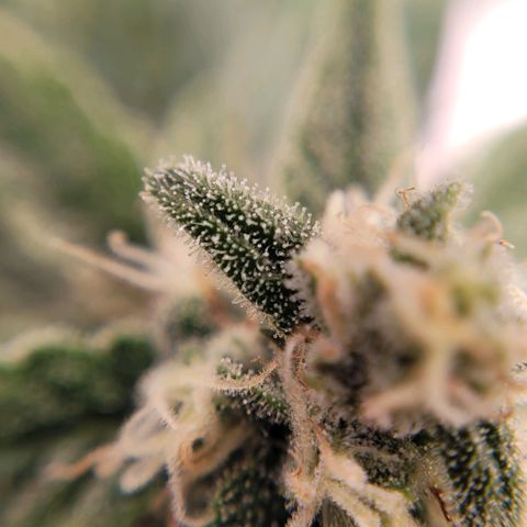 Gorilla Punch Auto growlog timeline photo