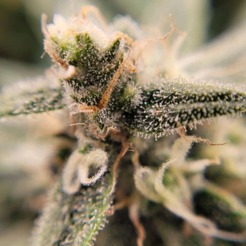 Gorilla Punch Auto growlog timeline photo