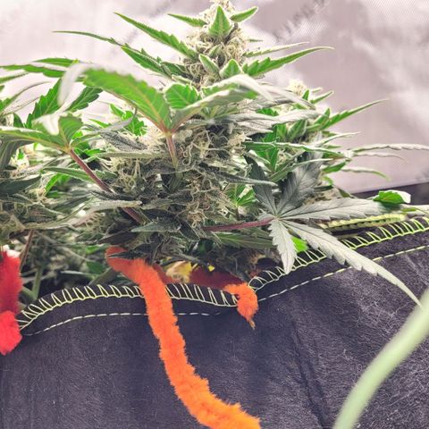 Gorilla Punch Auto growlog timeline photo