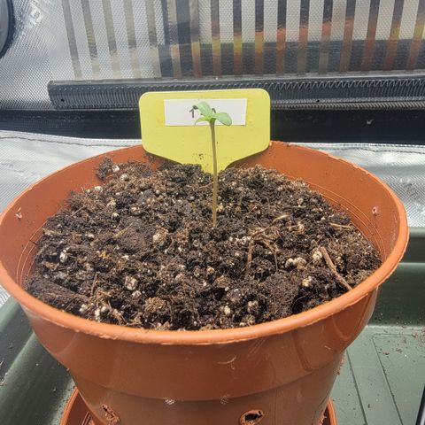 GG4 Sherbet 1 - A growlog timeline photo