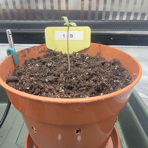 GG4 Sherbet 1 - B growlog timeline photo