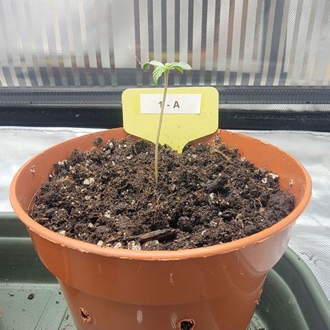 GG4 Sherbet 1 - A growlog timeline photo