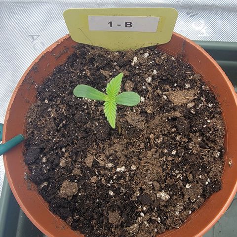 GG4 Sherbet 1 - B growlog timeline photo