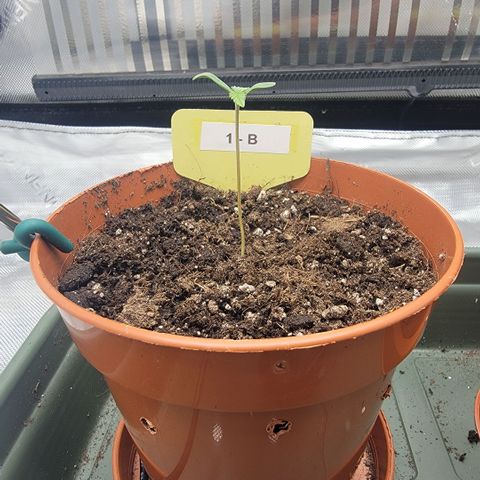 GG4 Sherbet 1 - B growlog timeline photo